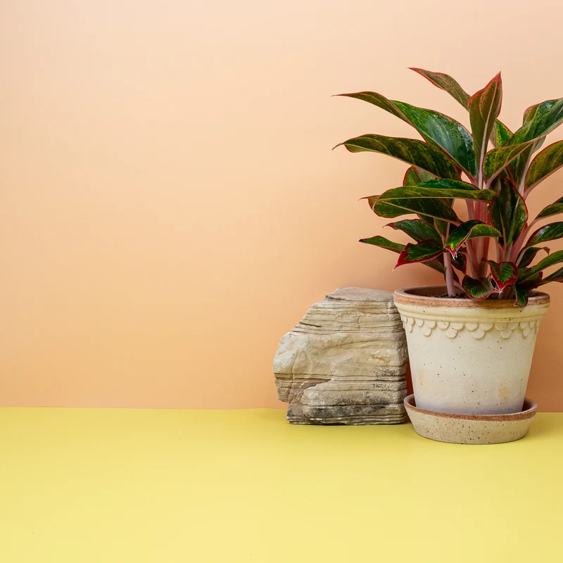 AGLAONEMA CRETE