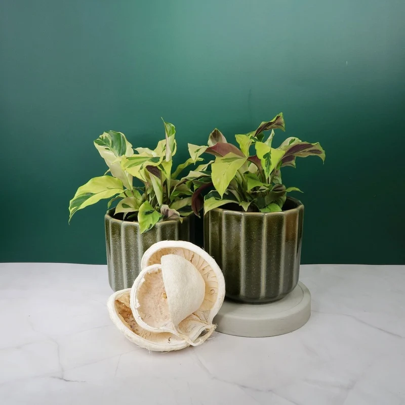 CALATHEA YELLOW FUSION