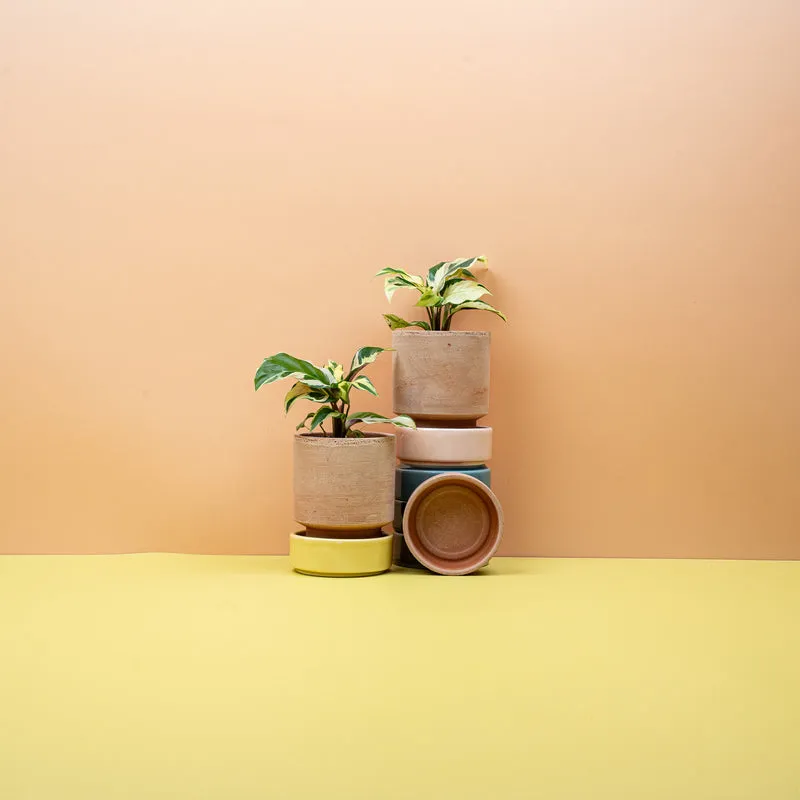CALATHEA YELLOW FUSION