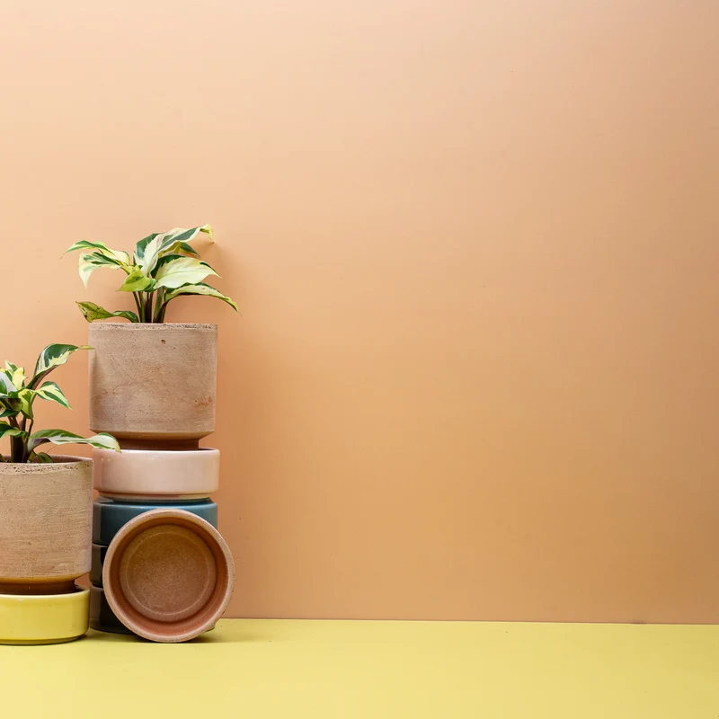 CALATHEA YELLOW FUSION