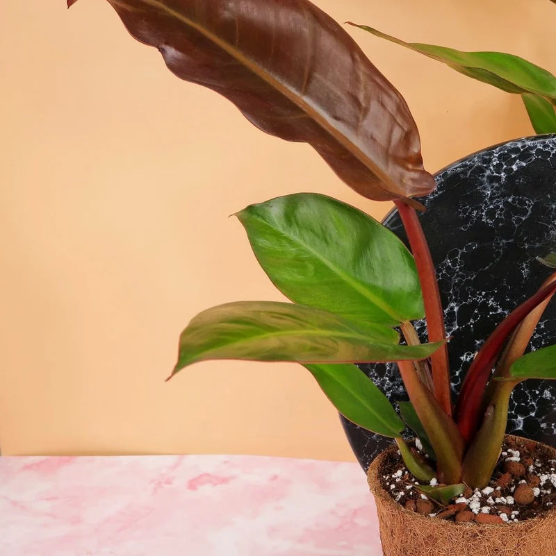 PHILODENDRON RED SUN