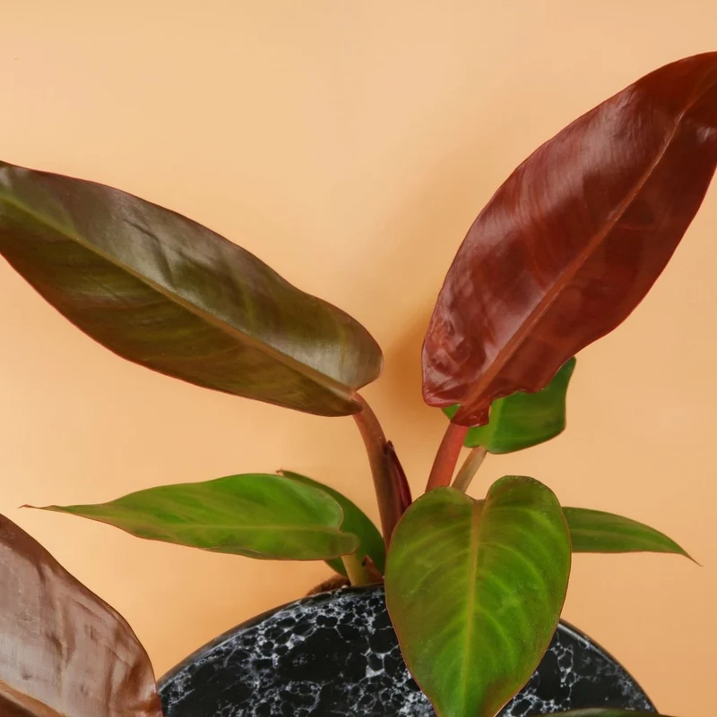 PHILODENDRON RED SUN