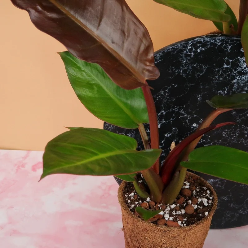 PHILODENDRON RED SUN