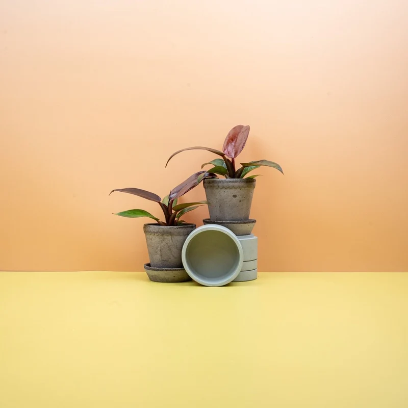 PHILODENDRON RED SUN