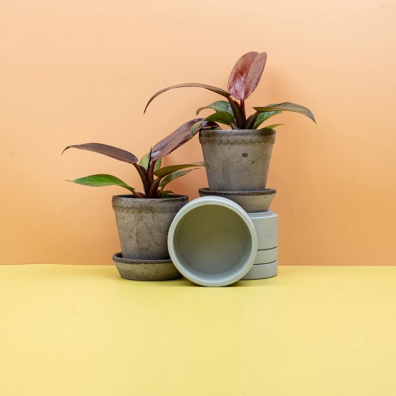 PHILODENDRON RED SUN