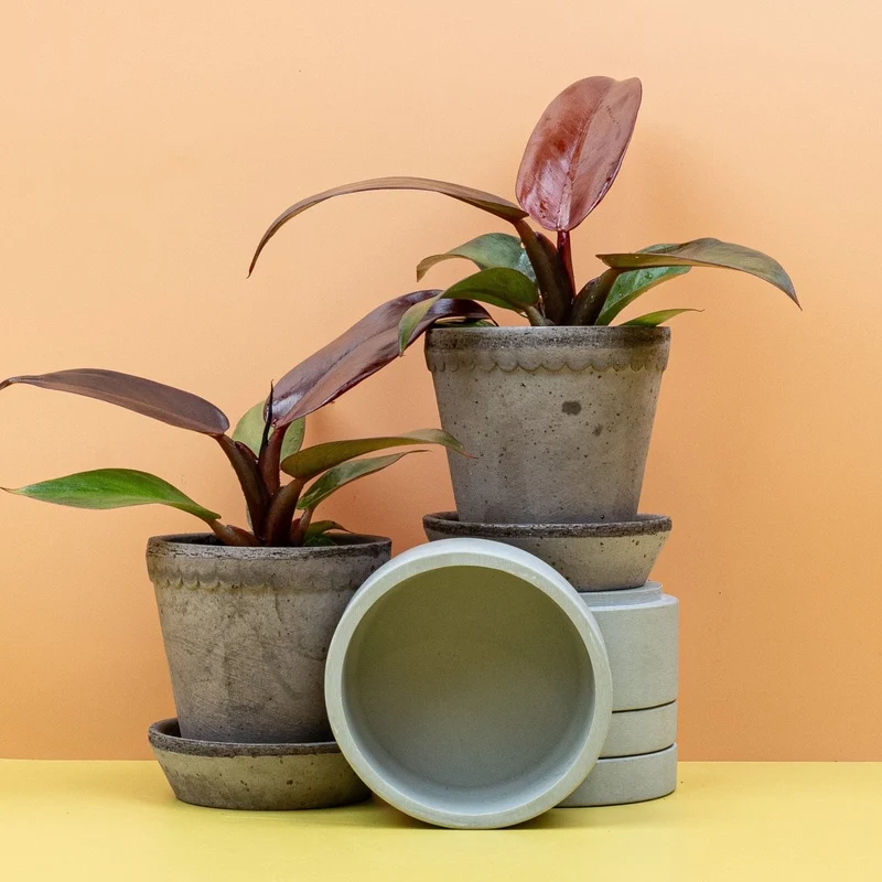 PHILODENDRON RED SUN