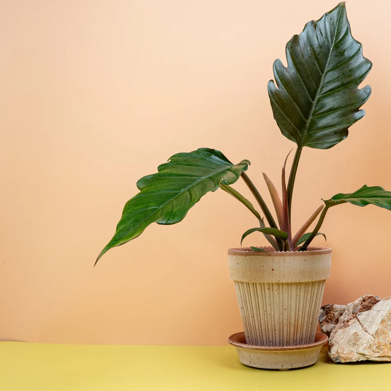 PHILODENDRON CARAMEL