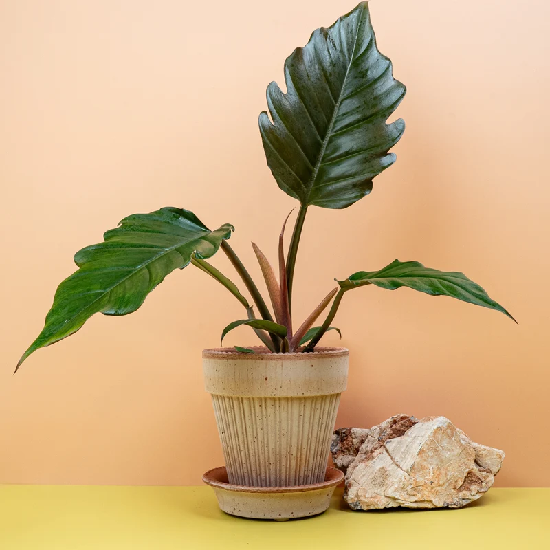 PHILODENDRON CARAMEL