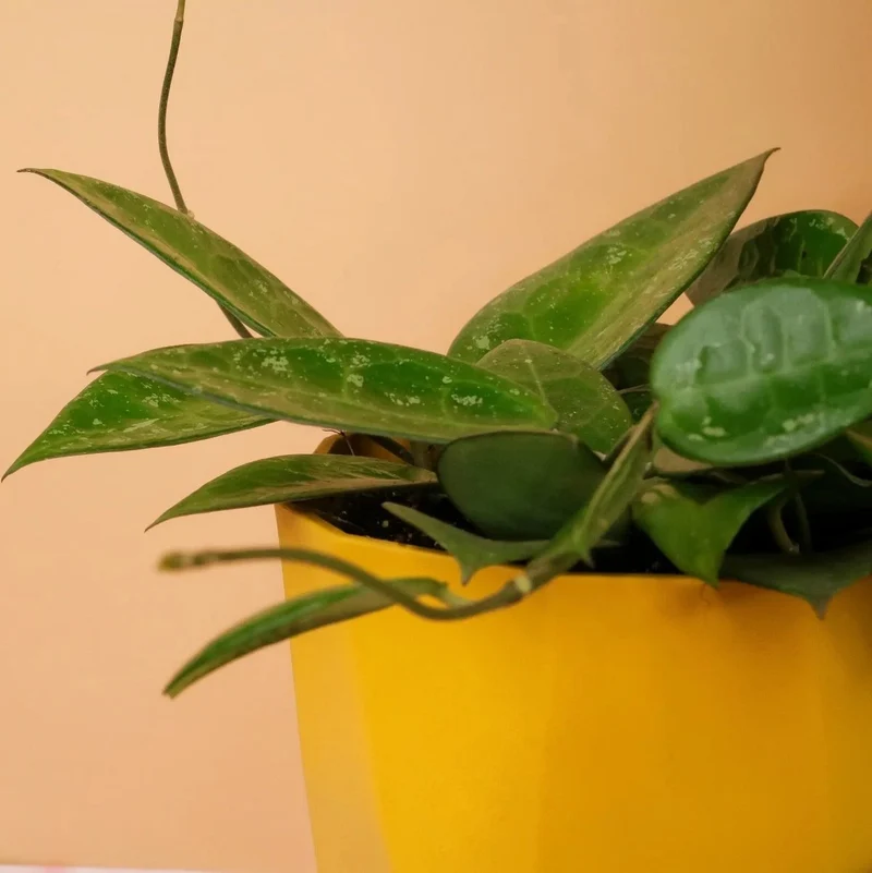 HOYA PARASITICA BLACK EDGE