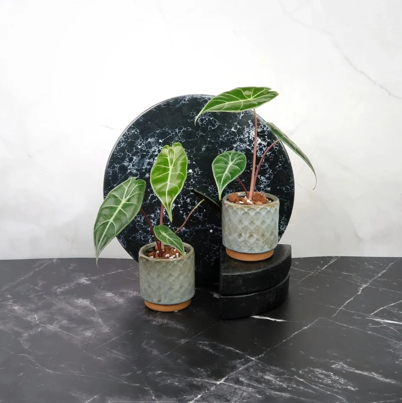 ALOCASIA LONGILOBA