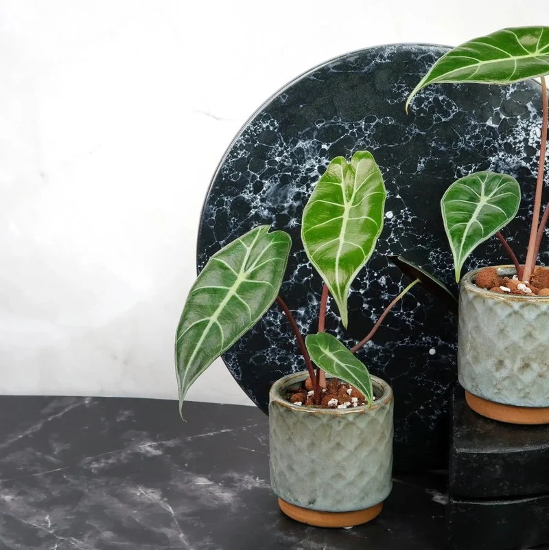 ALOCASIA LONGILOBA