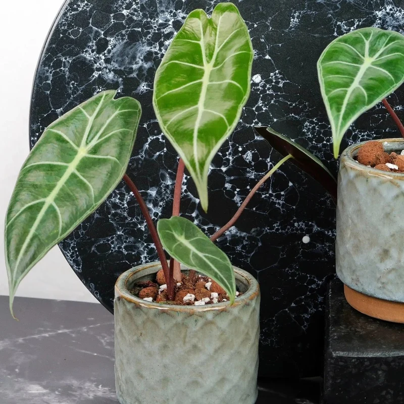 ALOCASIA LONGILOBA