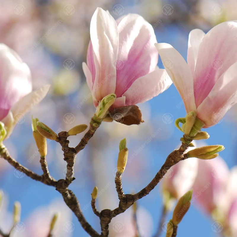 Magnolie 'Bild'
