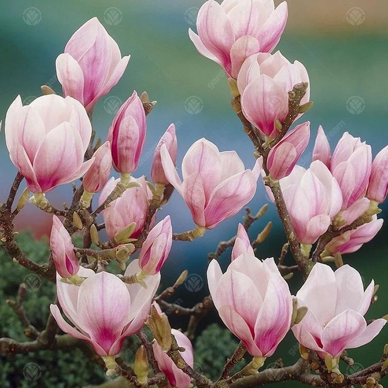 Magnolie 'Bild'