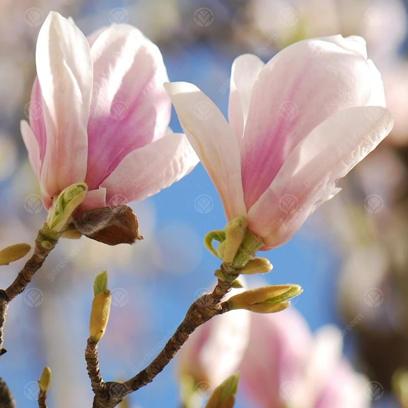Magnolie 'Bild'