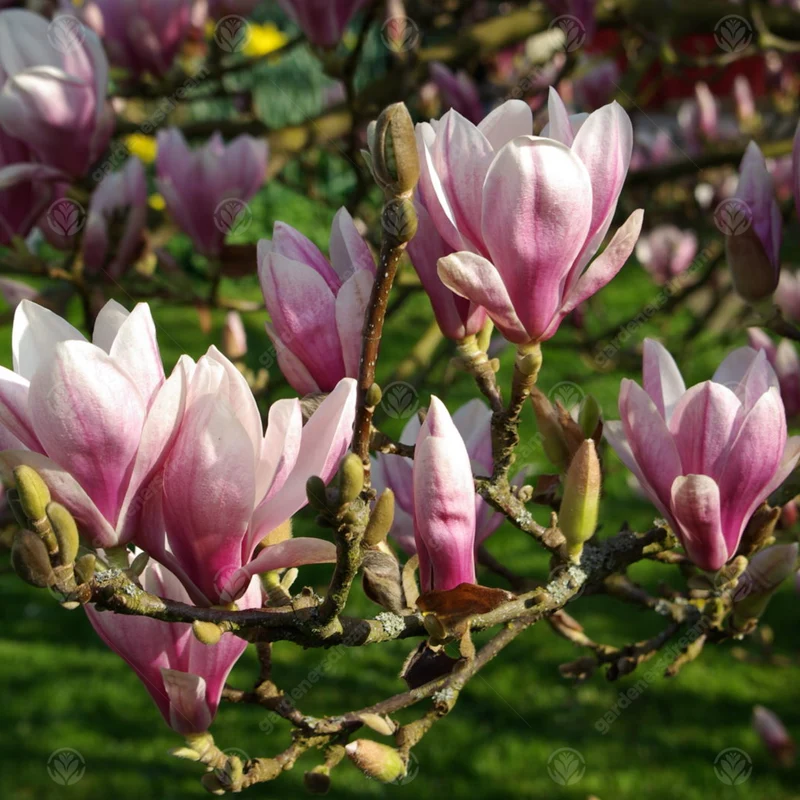 Magnolie 'Bild'