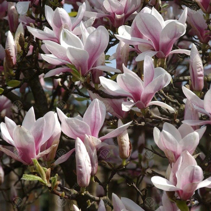 Magnolie 'Bild'