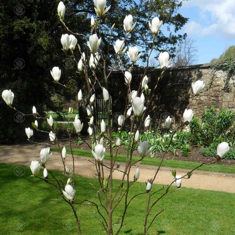 Magnolie 'Manchu Fan'