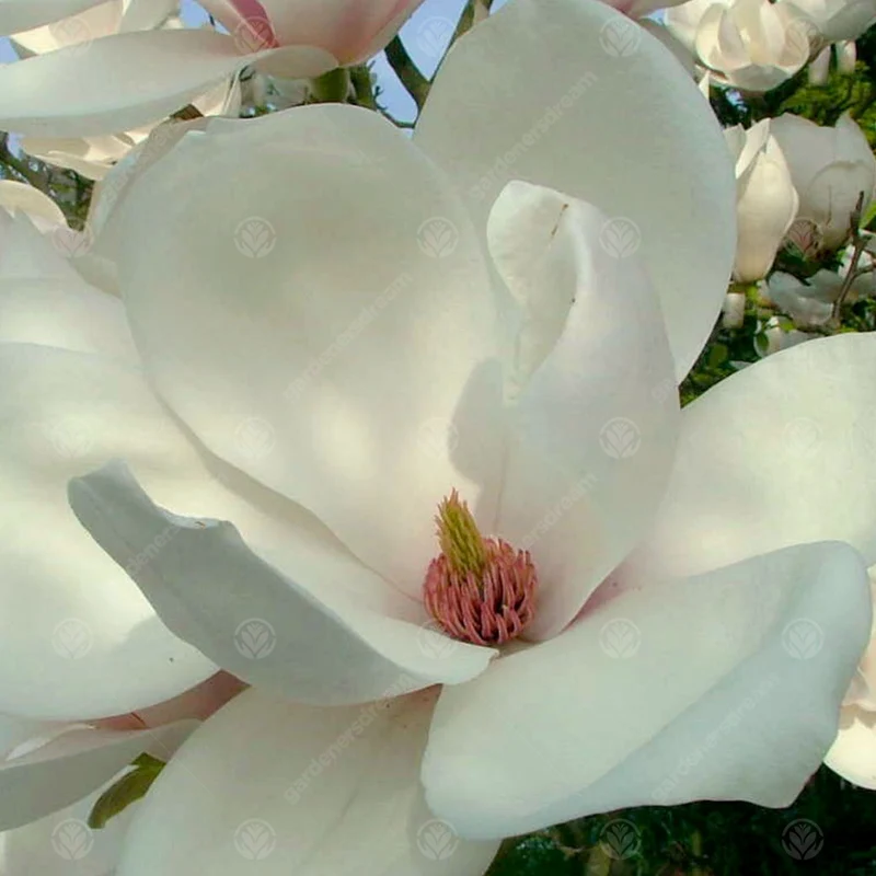 Magnolie 'Manchu Fan'
