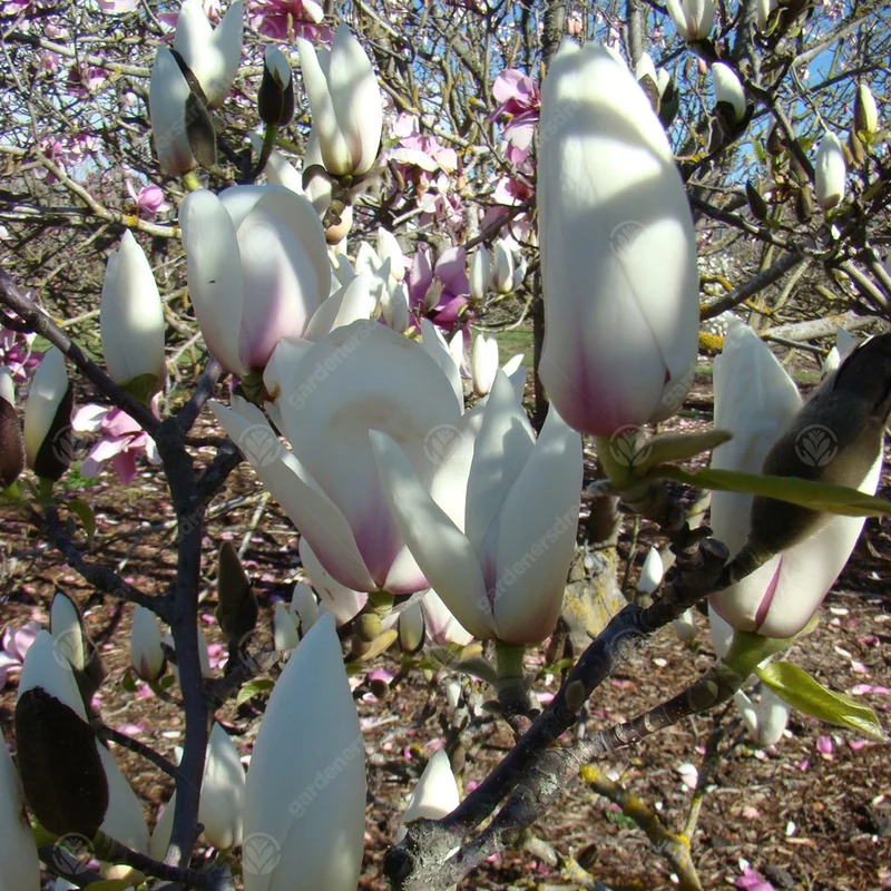 Magnolie 'Manchu Fan'