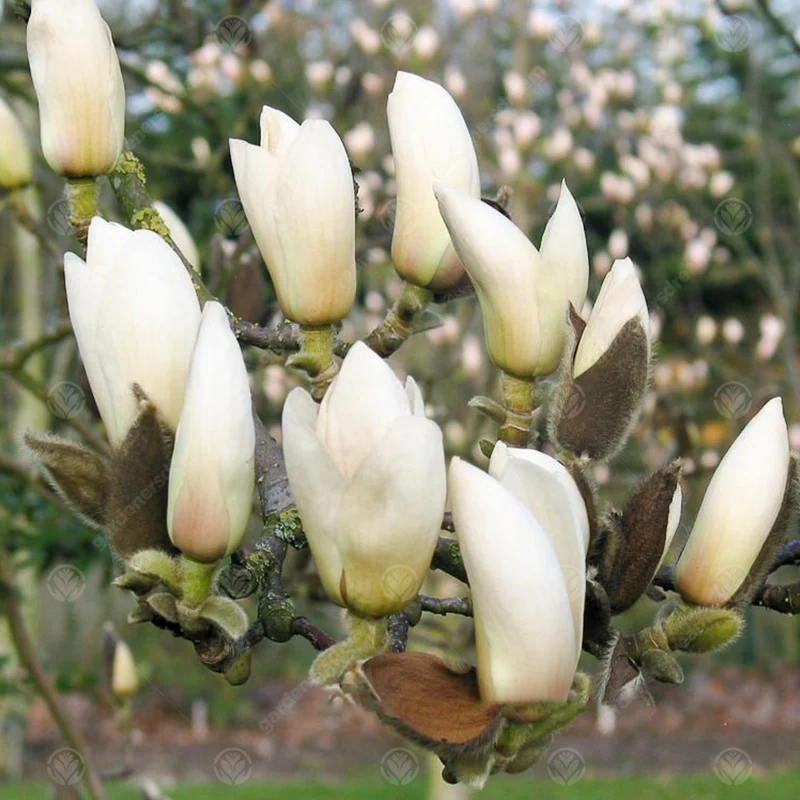 Magnolie 'Manchu Fan'