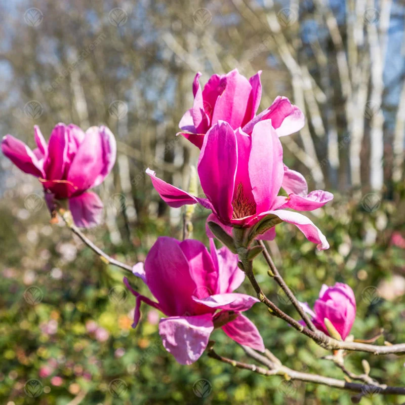 Magnolie 'Ian's Red'