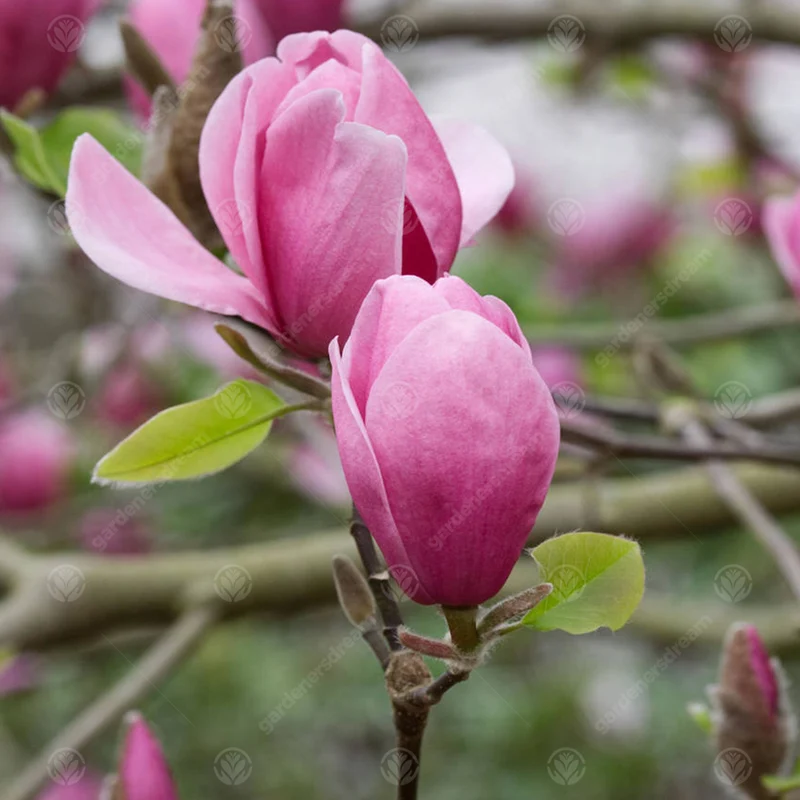 Magnolie 'Ian's Red'