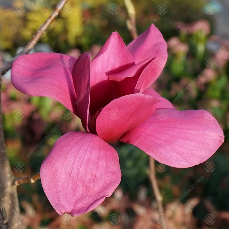 Magnolie 'Ian's Red'