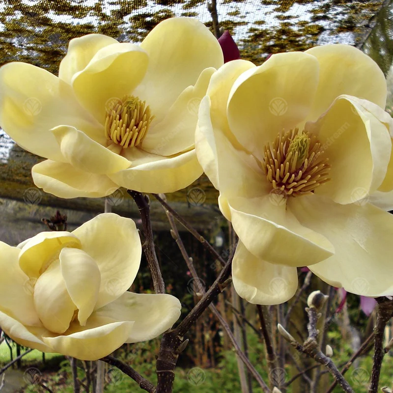 Magnolie 'Honig-Tulpe'
