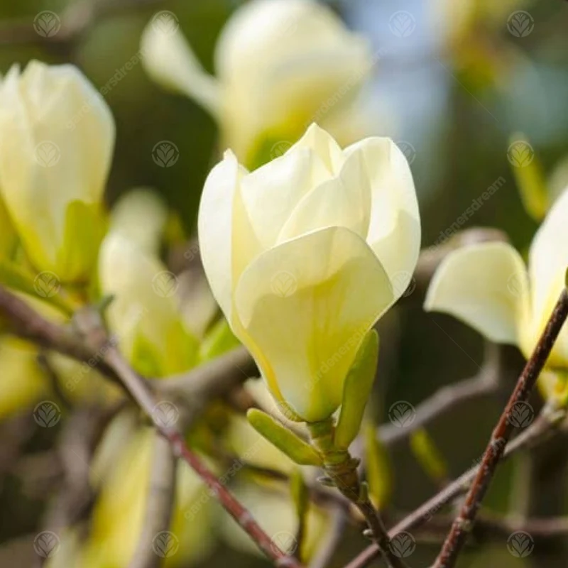 Magnolie 'Honig-Tulpe'