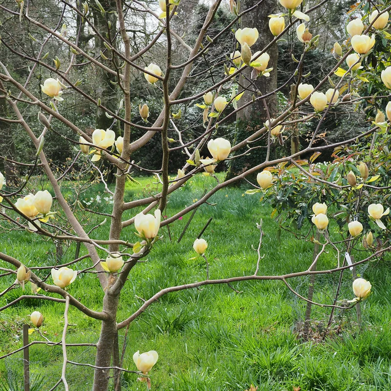 Magnolie 'Honig-Tulpe'