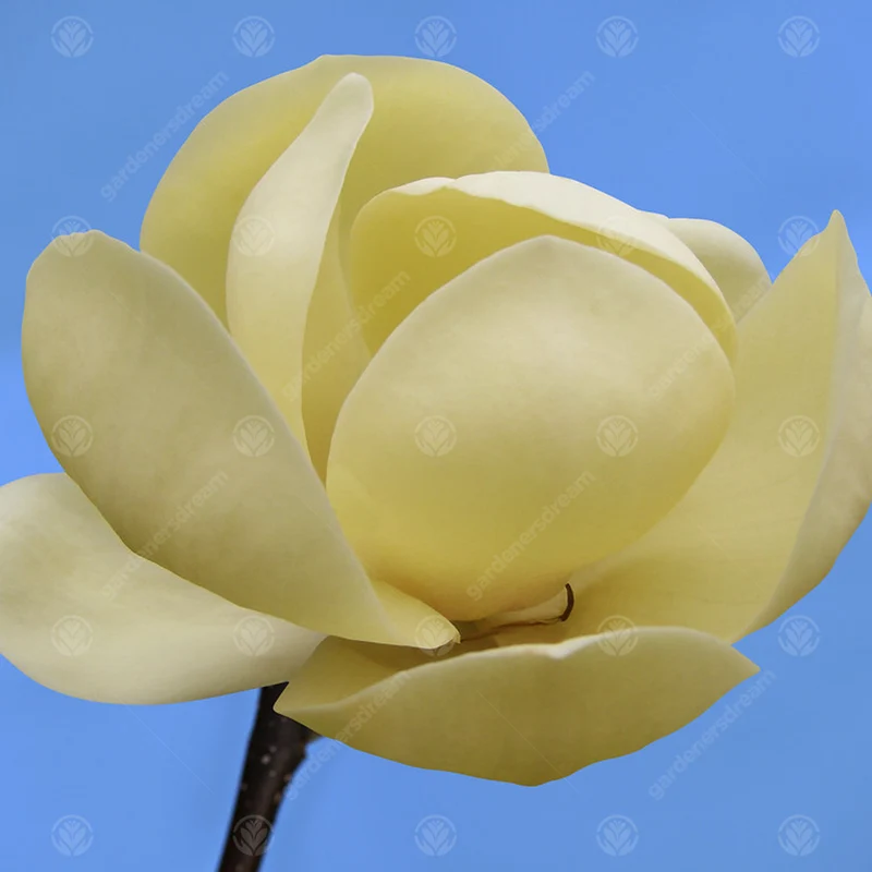 Magnolie 'Honig-Tulpe'