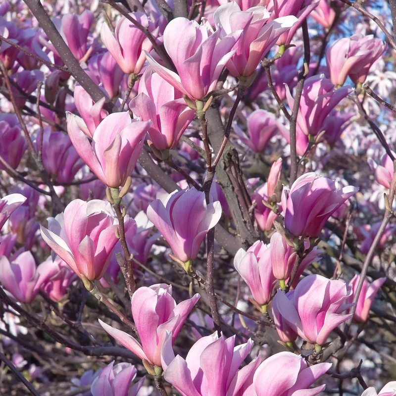 Magnolie 'Himmelsduft'
