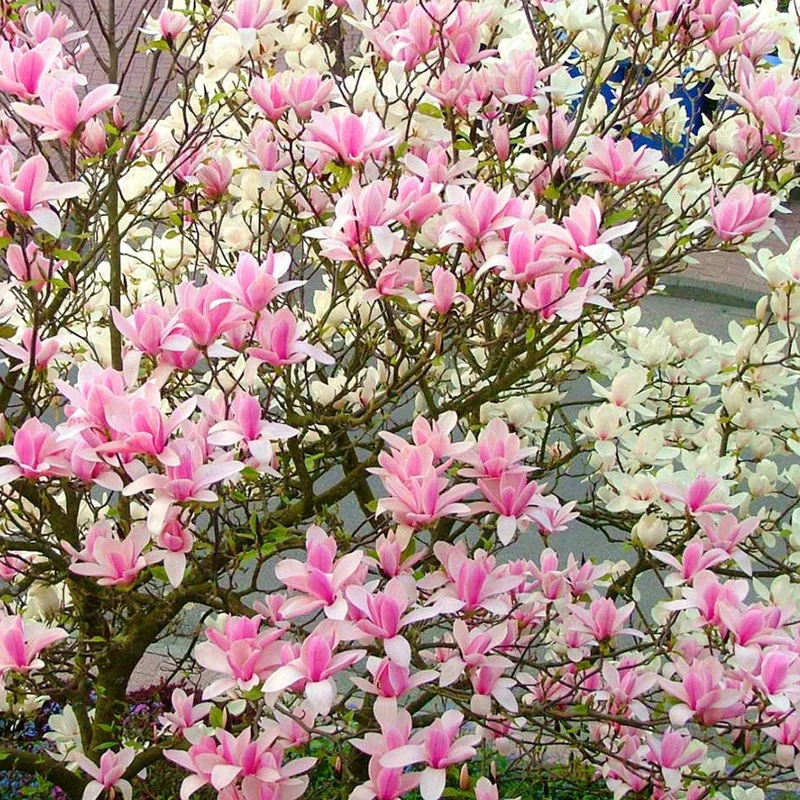 Magnolie 'Himmelsduft'