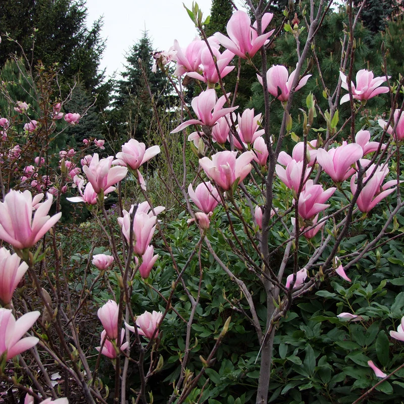 Magnolie 'Himmelsduft'