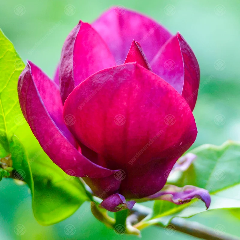 Magnolie 'Genie'