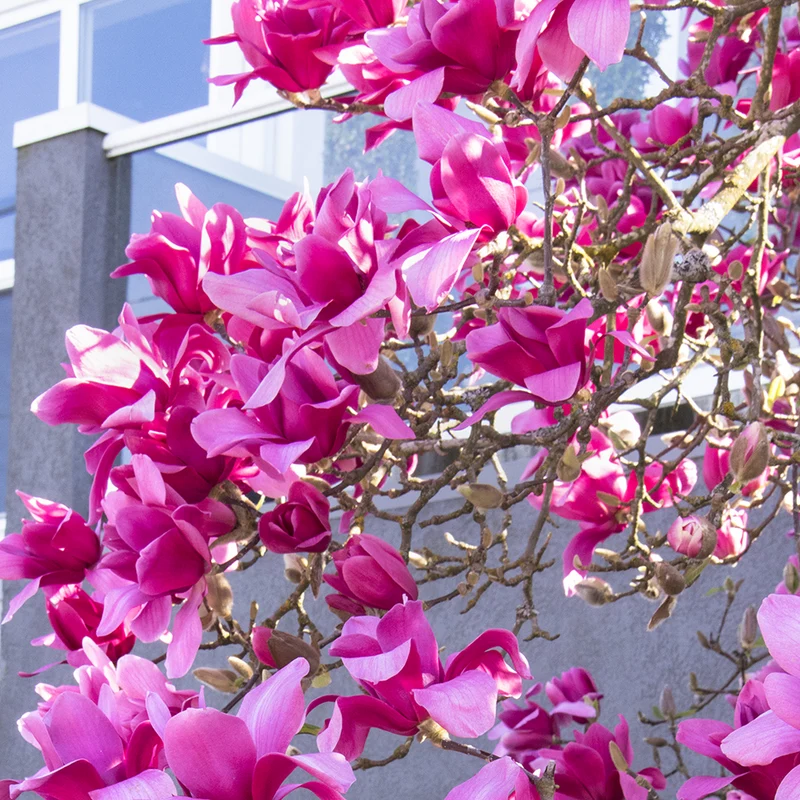 Magnolie 'Genie'