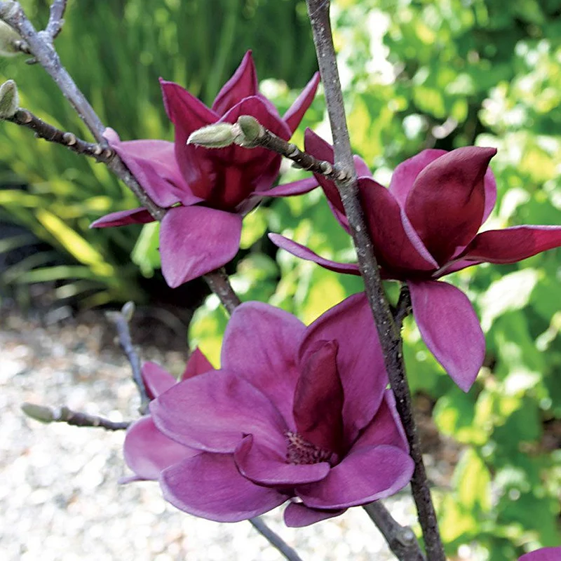 Magnolie 'Genie'