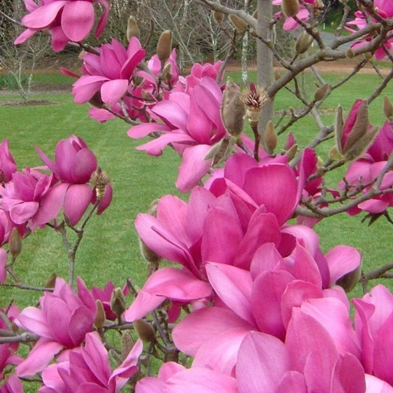 Magnolie 'Genie'