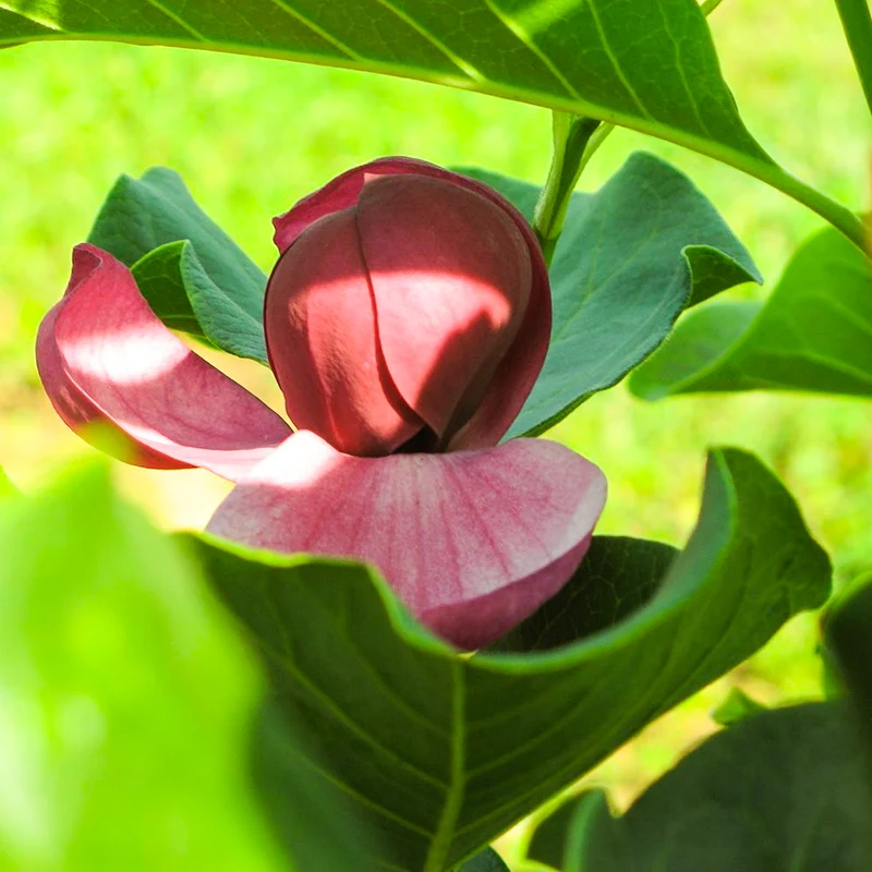 Magnolie 'Genie'