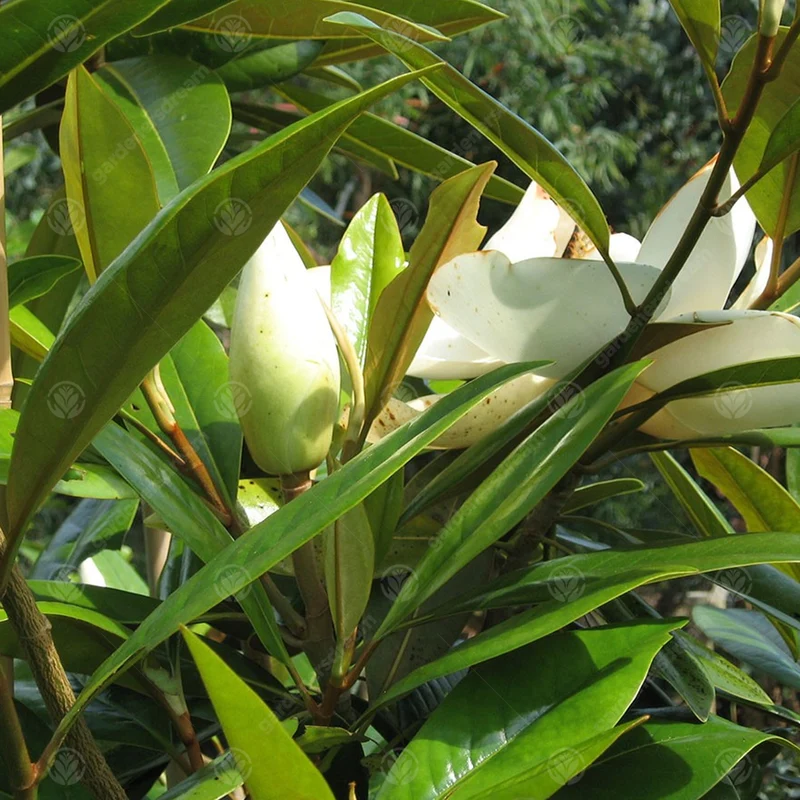 Magnolie 'Galissoniere'