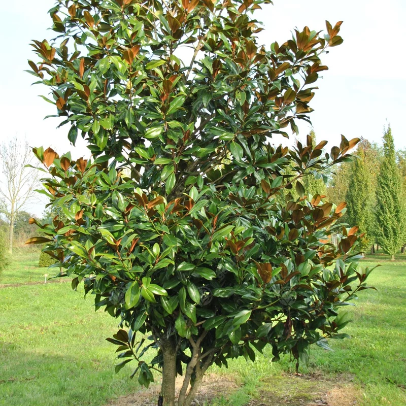 Magnolie 'Galissoniere'