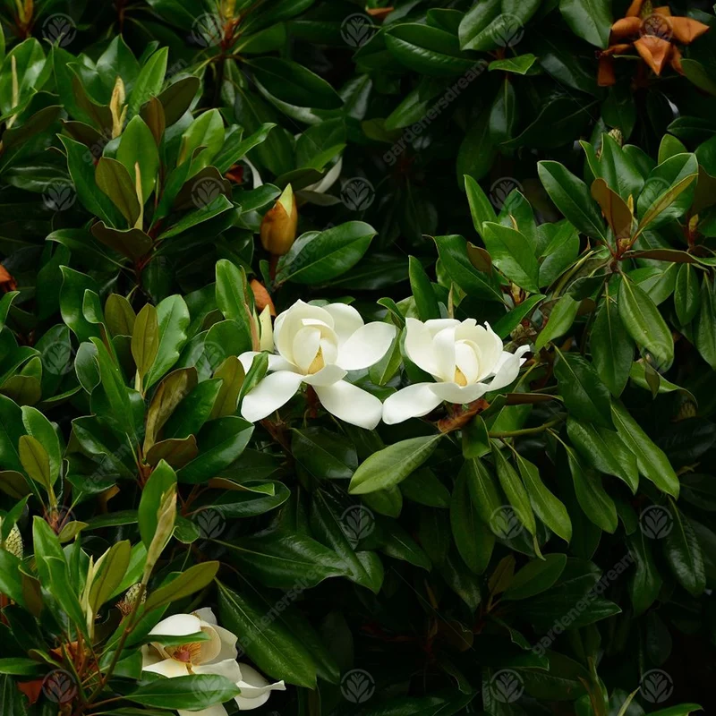 Magnolie 'Galissoniere'