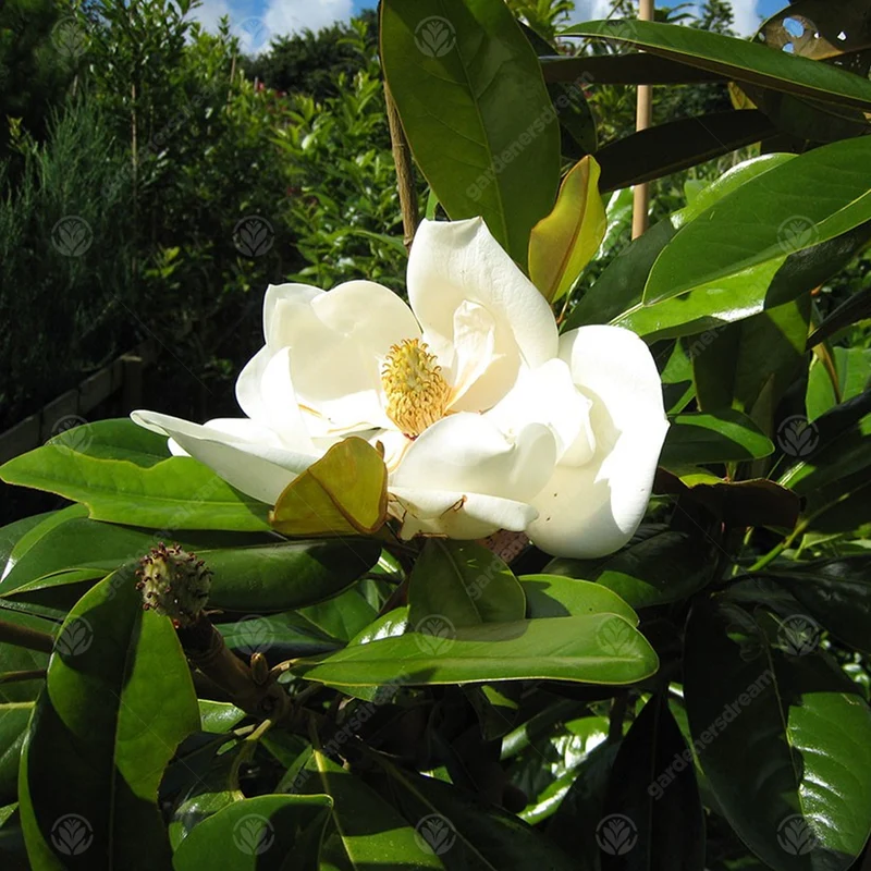 Magnolie 'Galissoniere'