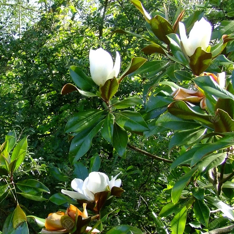 Magnolie 'Galissoniere'