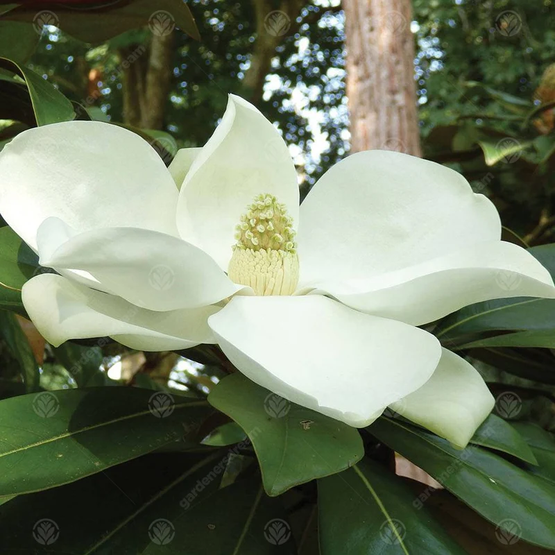 Magnolie 'Exmouth'