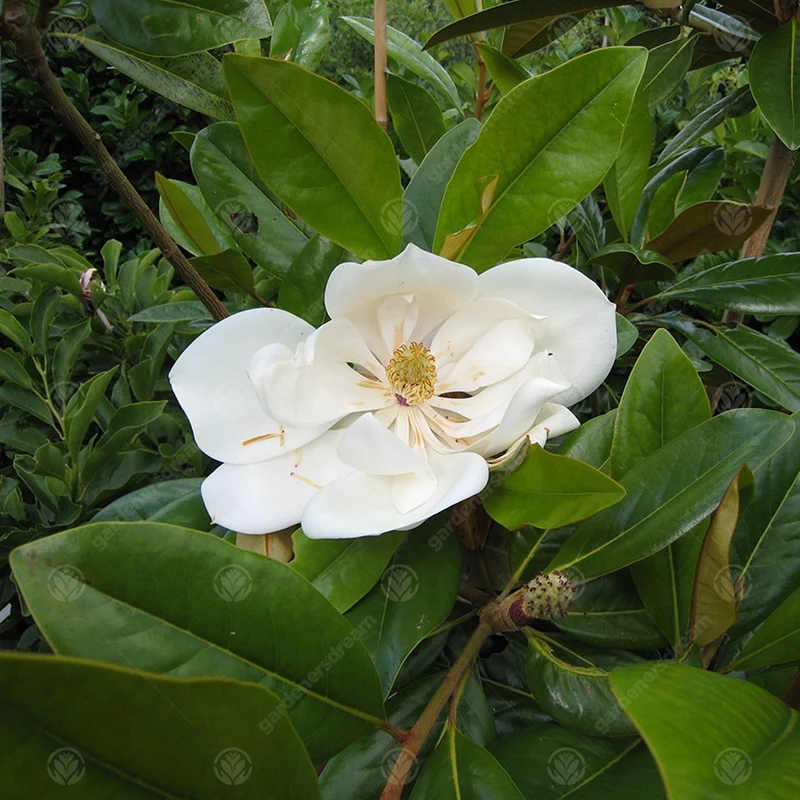 Magnolie 'Exmouth'