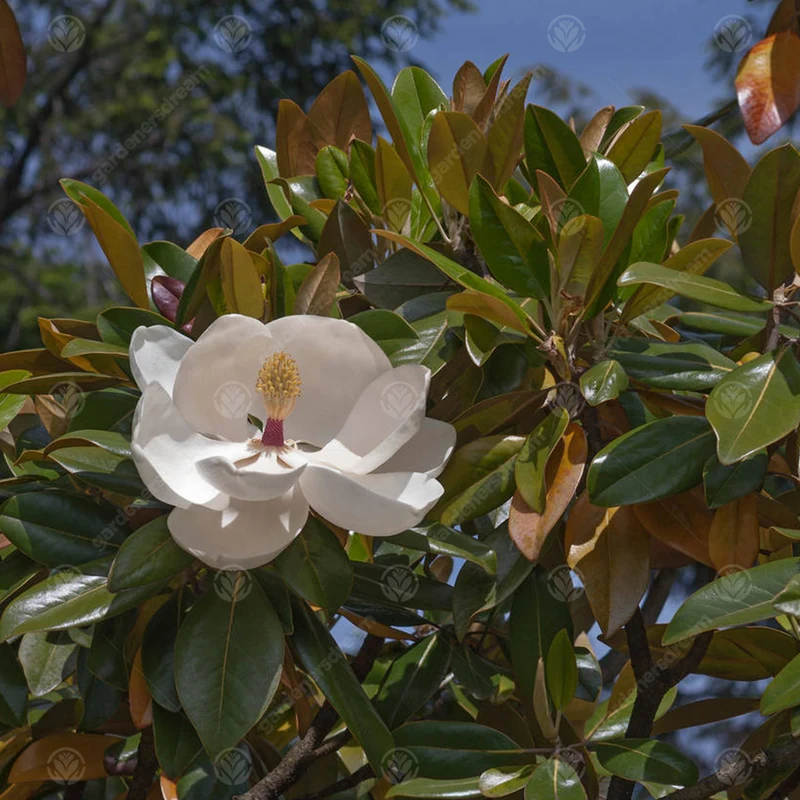 Magnolie 'Exmouth'