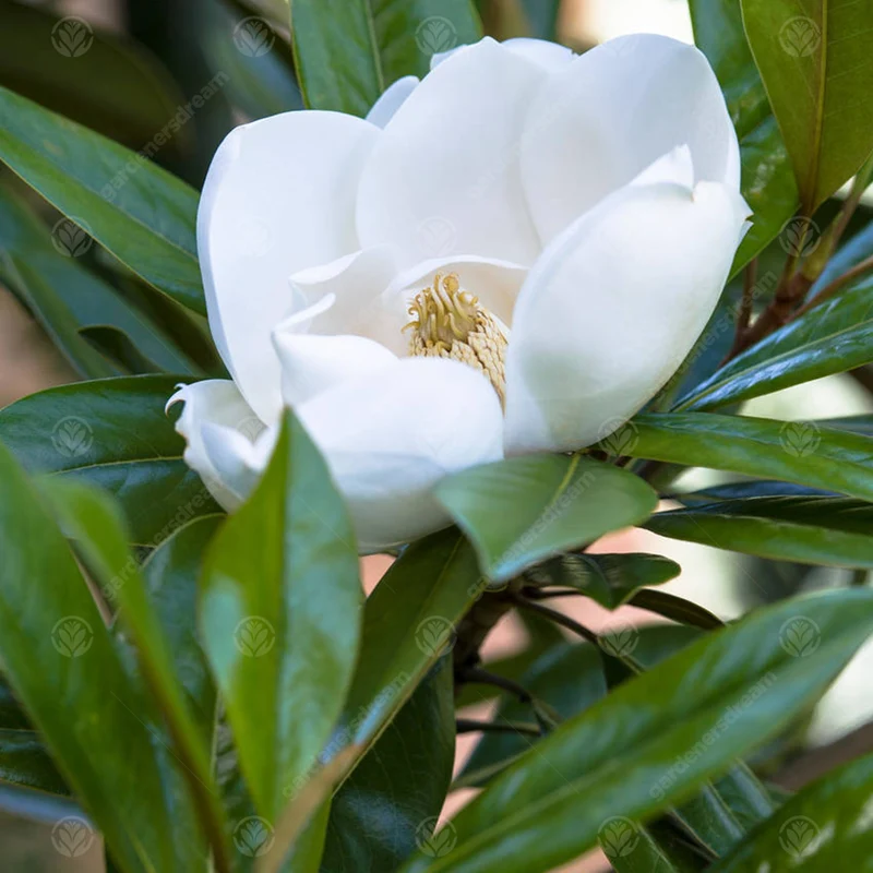 Magnolie 'Exmouth'