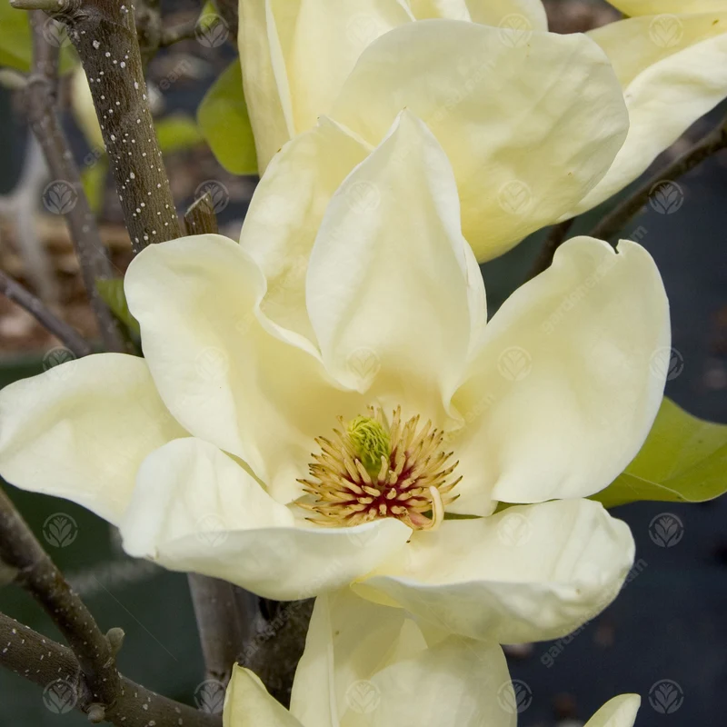 Magnolie 'Elizabeth'
